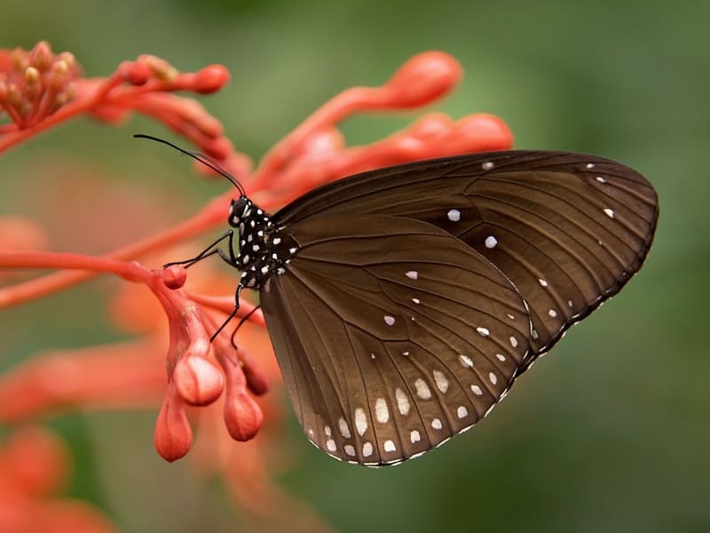 borboleta marrom
