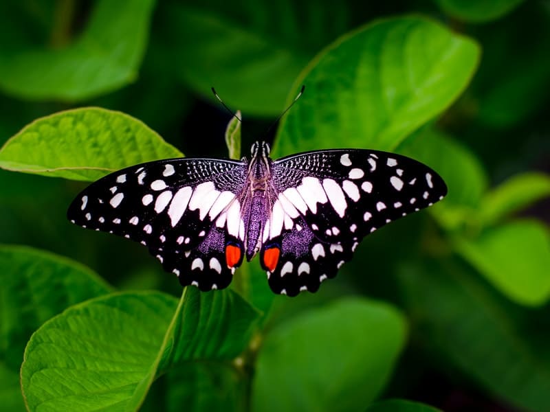 borboleta preta