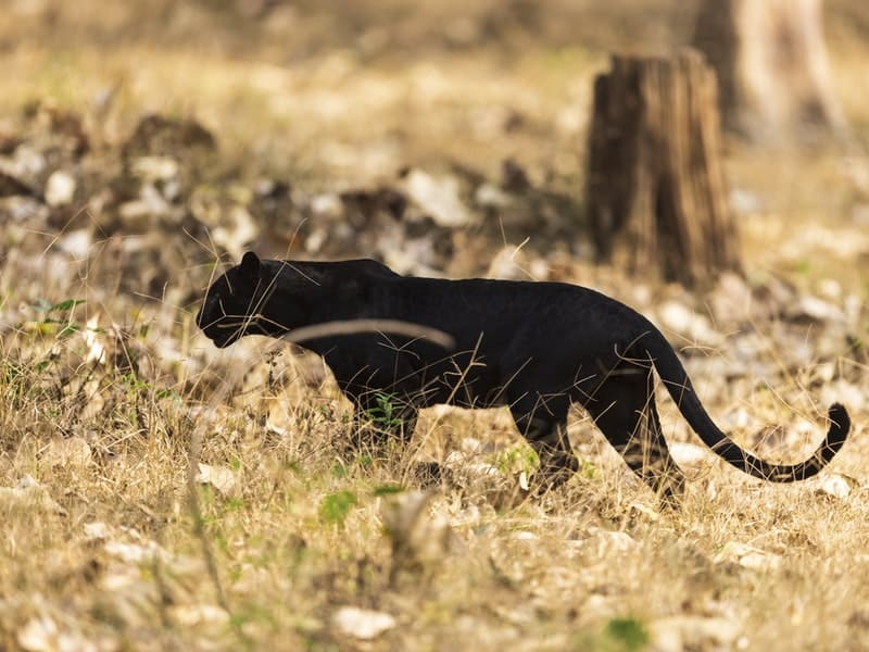 pantera negra significado espiritual