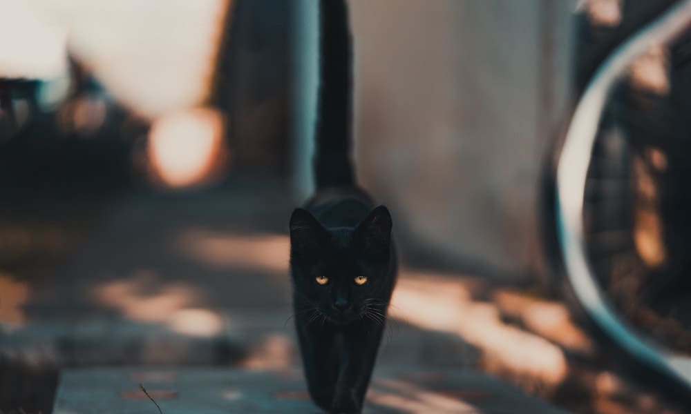 gato preto caminhando 