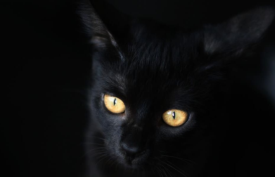 qual significado do gato preto