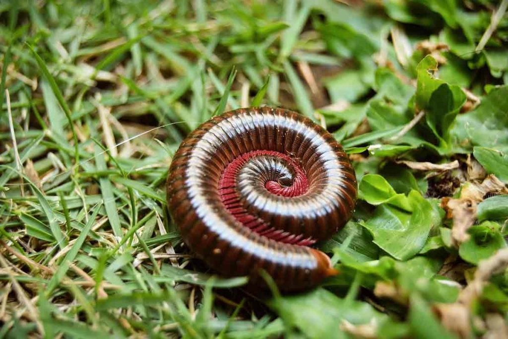 piolho de cobra no jardim