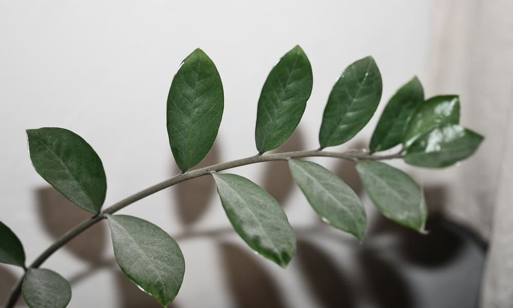 folhas da planta zamioculca