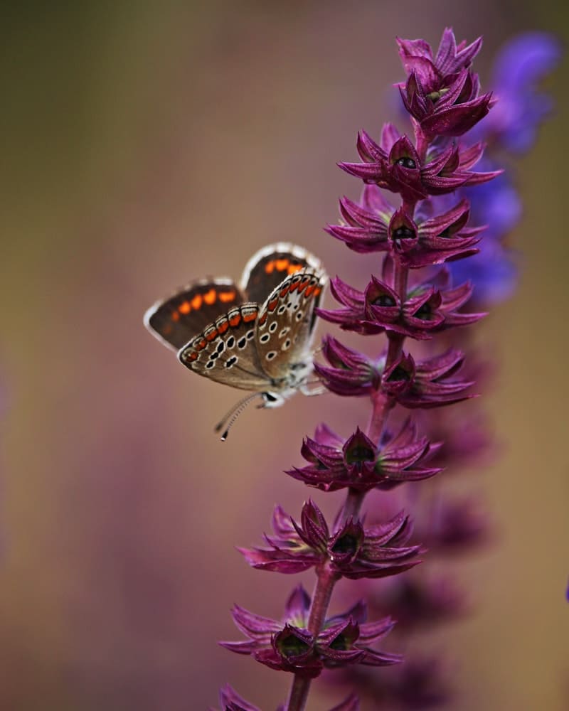 borboleta em uma flor