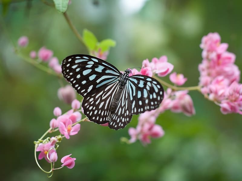 significado espiritual da borboleta