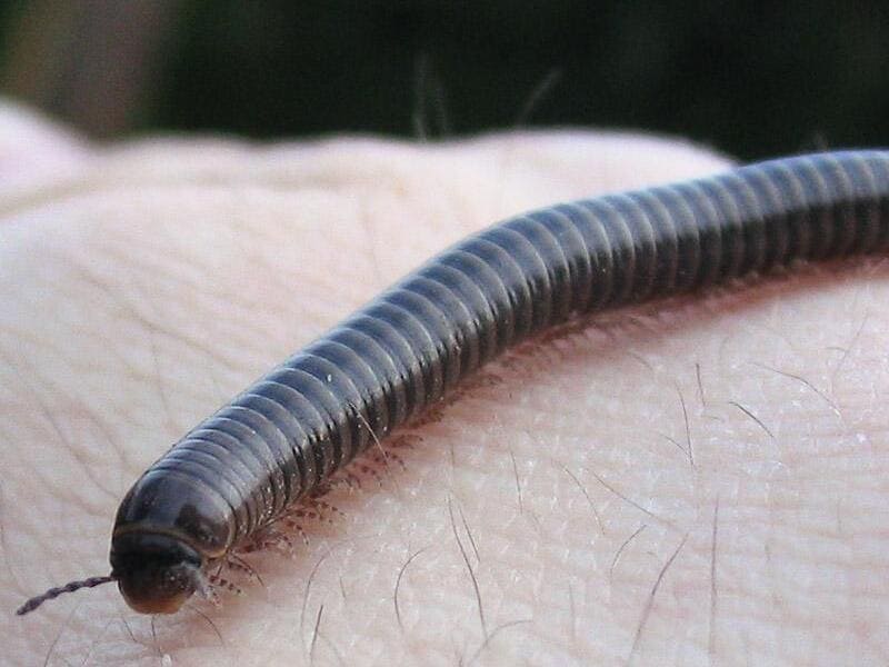 piolho de cobra na mão significado espiritual