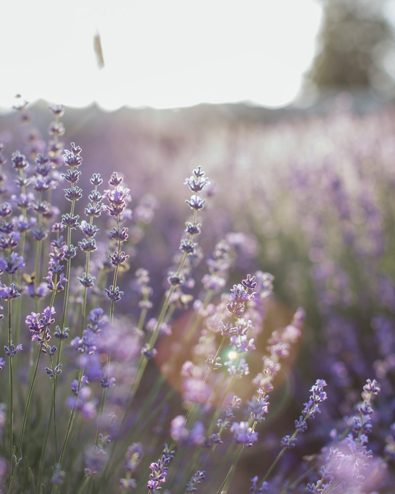 Lavanda significado espiritual