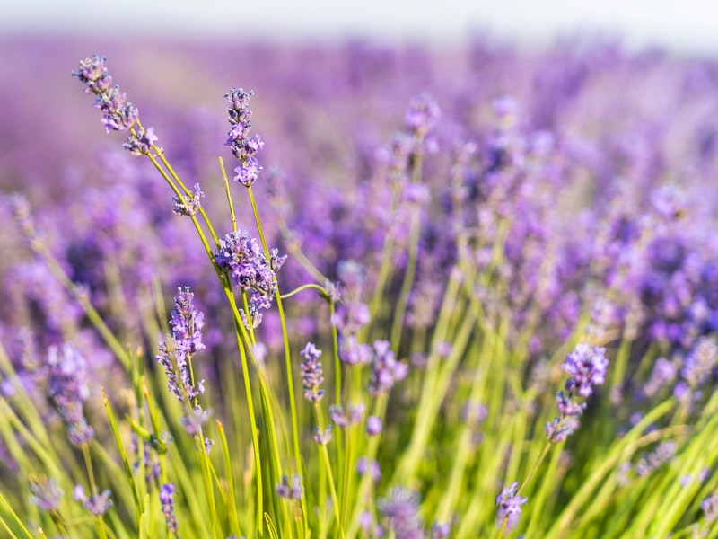 campo de lavanda