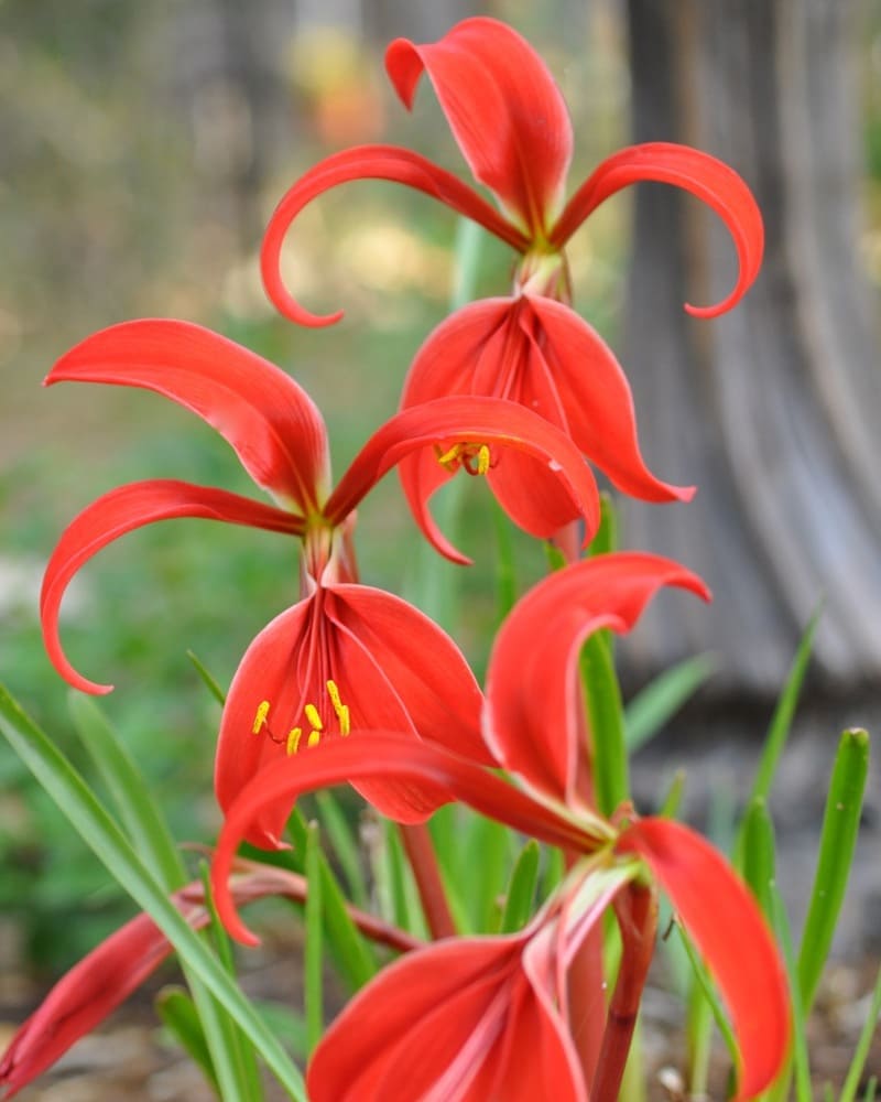 flor de lis