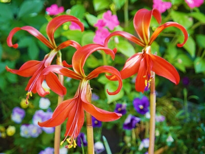 flor de lis significado espiritual