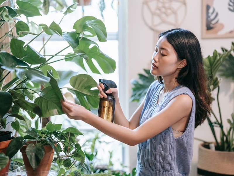 limpando costela de adão ou monstera deliciosa