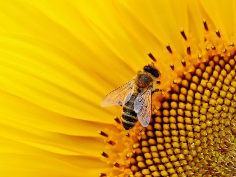 significado espiritual da abelha