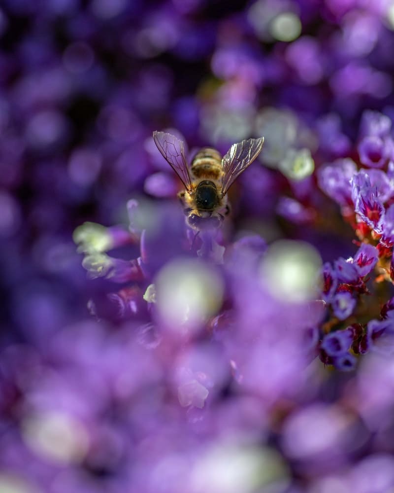 abelha colhendo polem