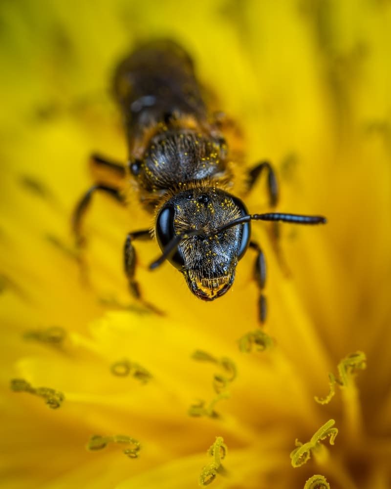 formiga em uma flor