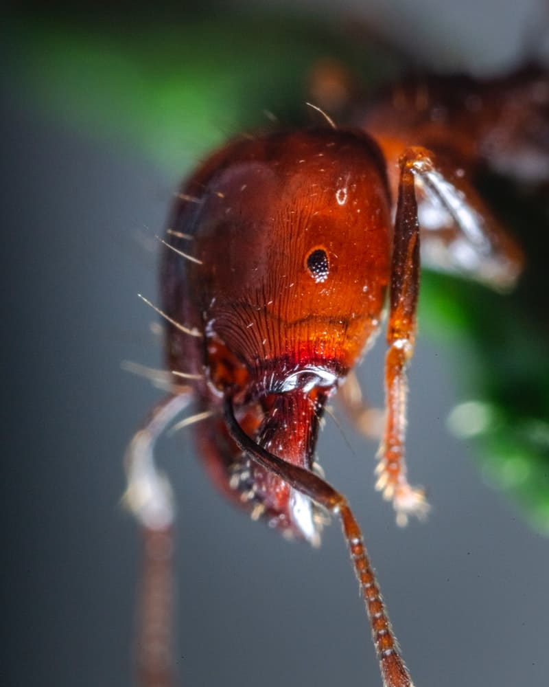 o que significa as formigas