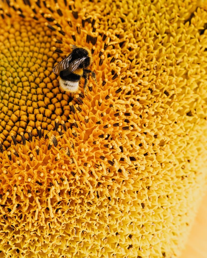 significado da abelha