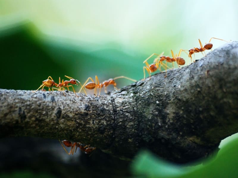 significado espiritual das formigas