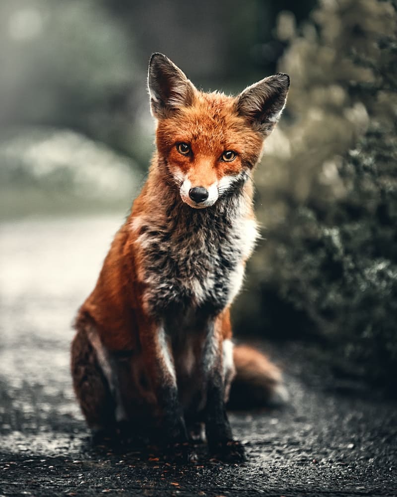 raposa na natureza significado