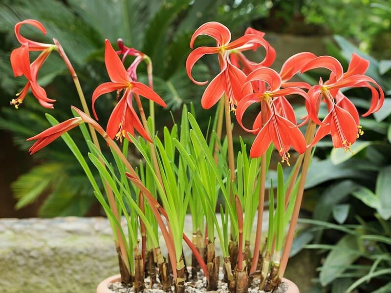 flor de lis no jardim