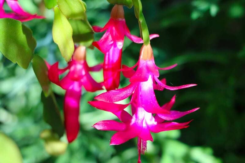 flor de maio