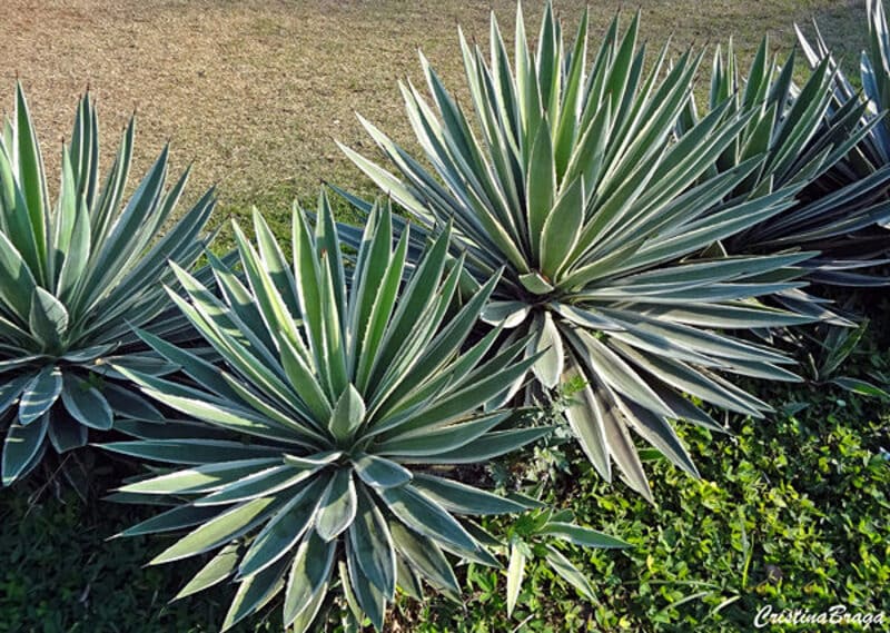 Suculenta agave