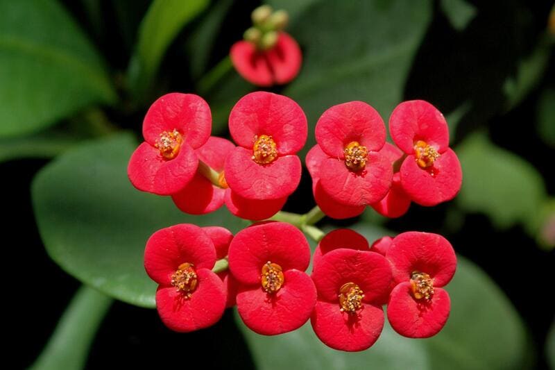 Suculenta coroa-de-cristo