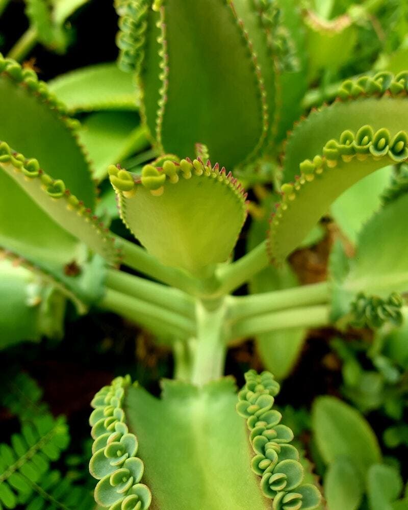 Suculenta kalanchoe