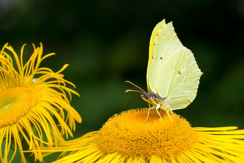 significado espiritual da borboleta amarela