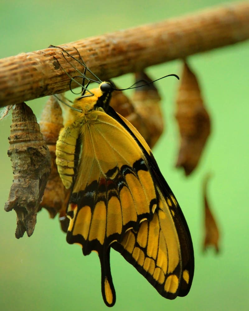 Significado da borboleta amarela na umbanda
