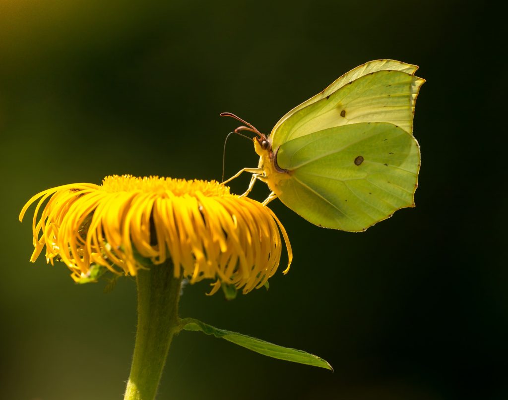 significado da borboleta amarela