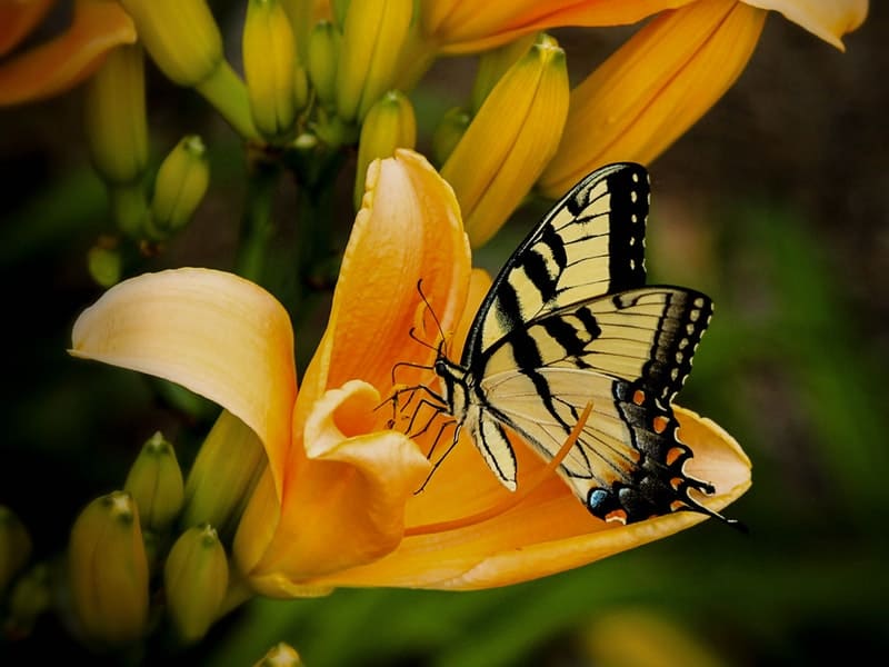 borboleta amarela pousando numa flor