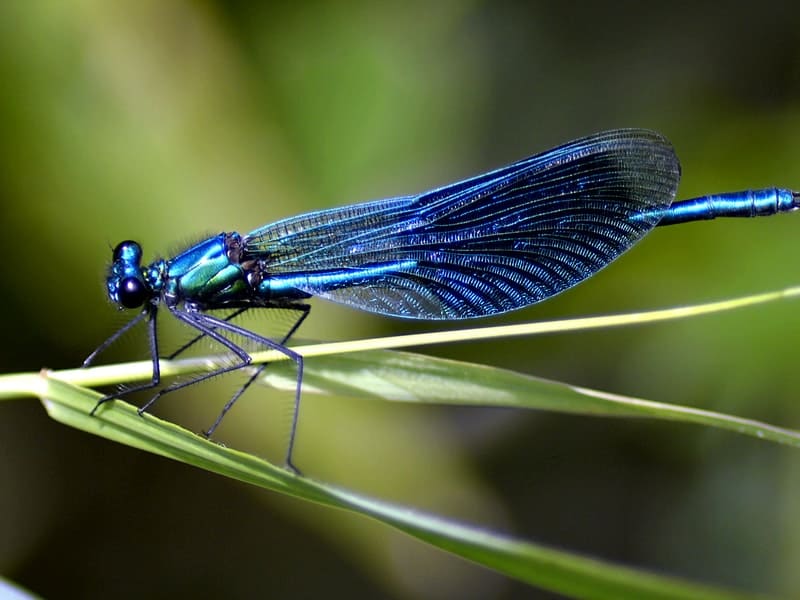 Libélula significado espiritual