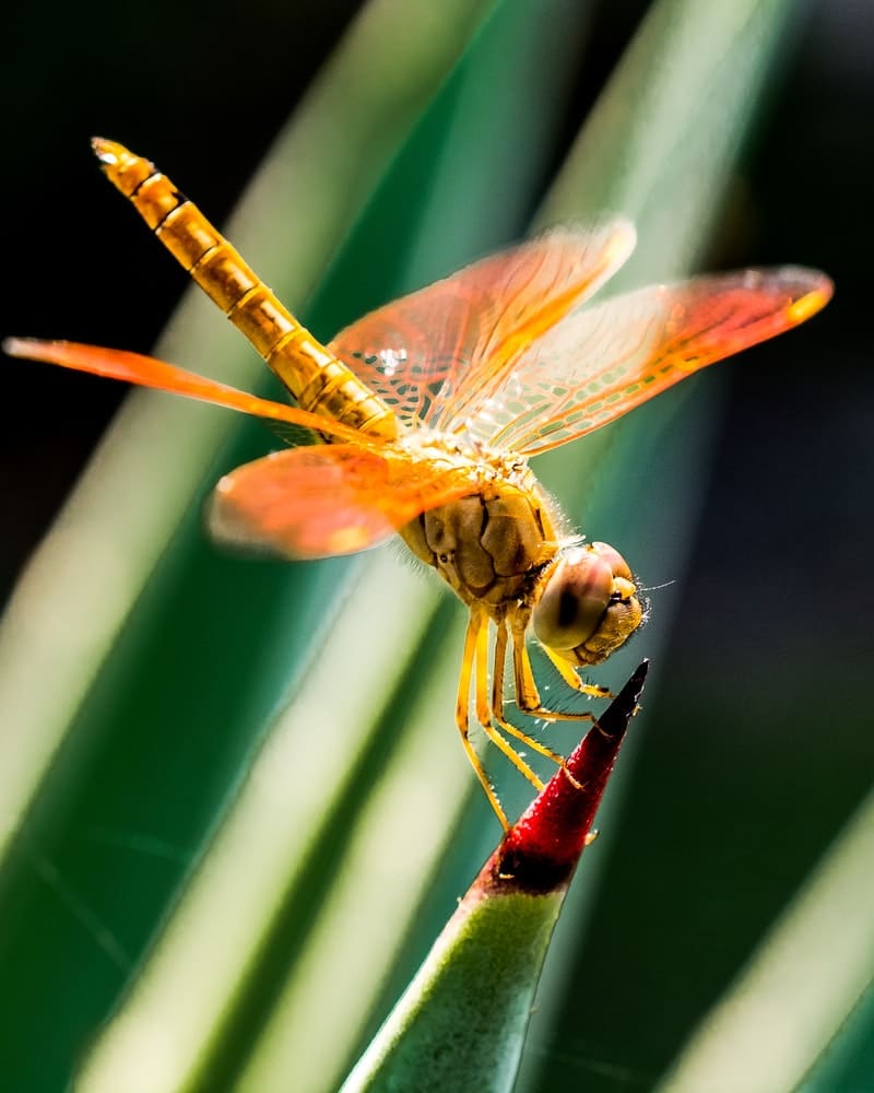 O que significa a Libélula no mundo espiritual