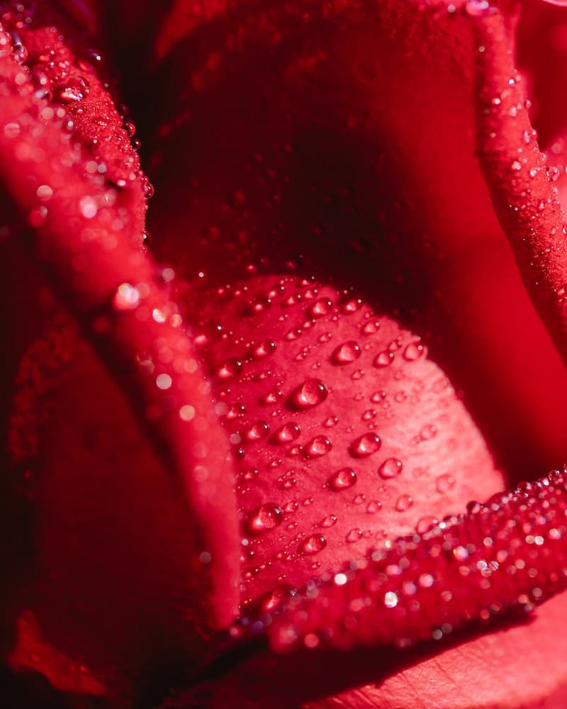 pétalas de rosas para simpatia de amarração