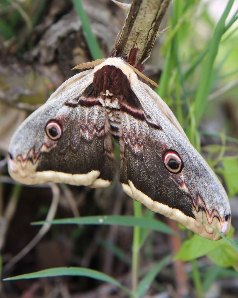 mariposa bruxa qual o significado