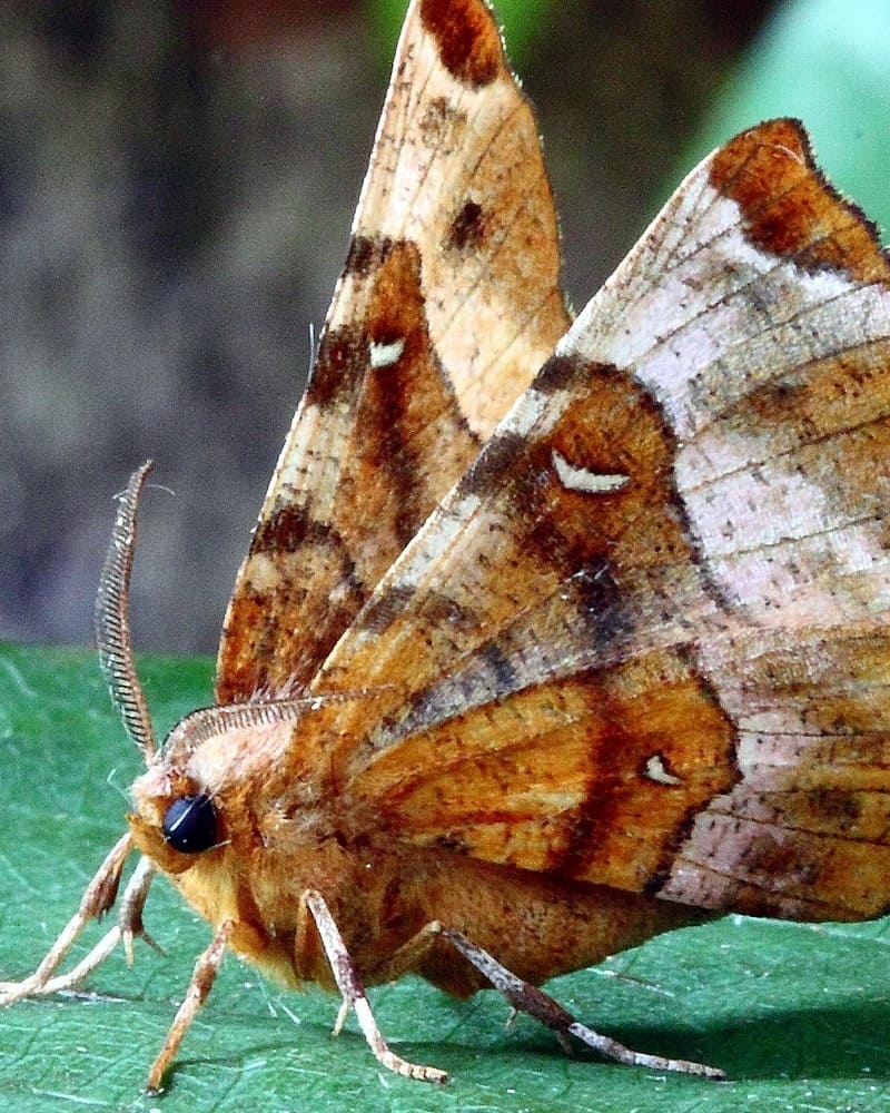 significado da mariposa marrom