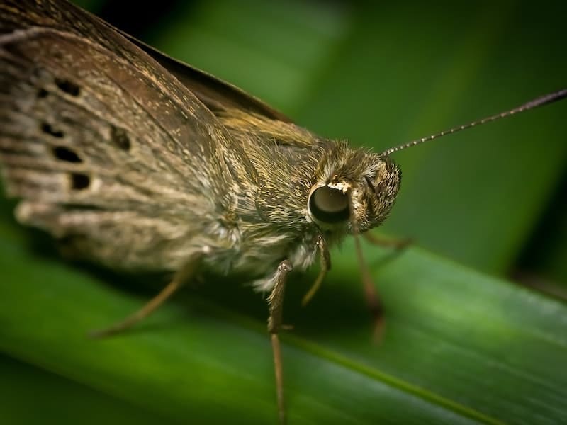 mariposa suprestição