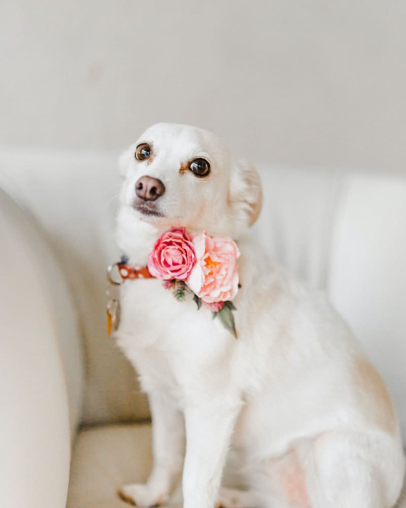 cachorro com laço rosa