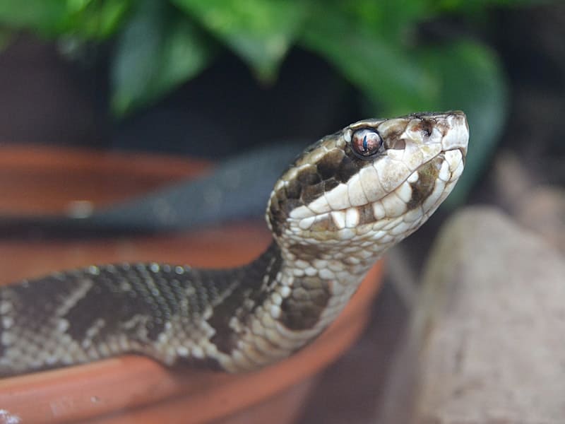 Significados Espirituais de cobra dentro de casa