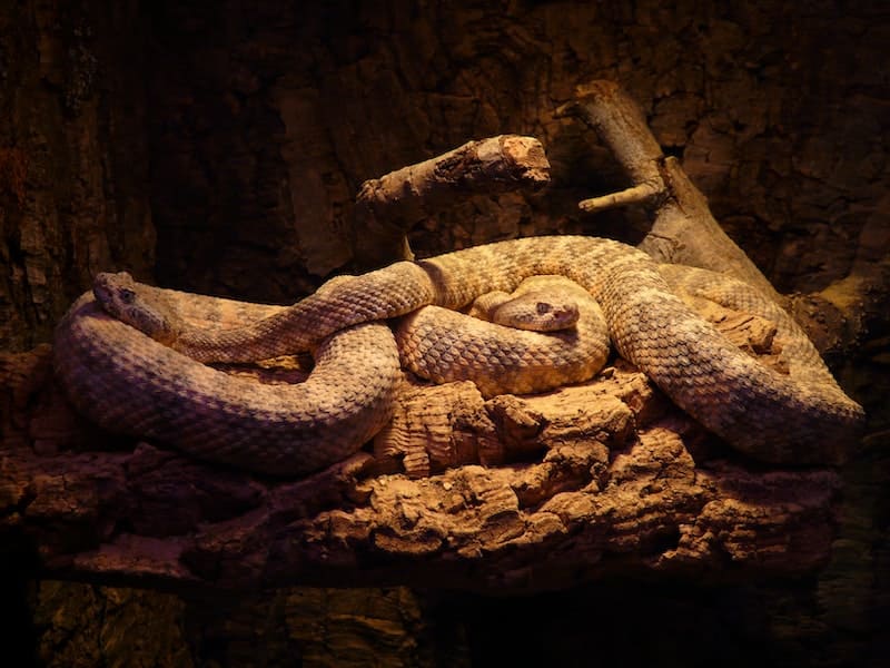 cobra dentro de um aquario