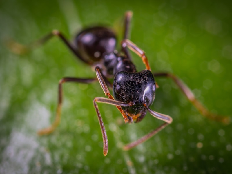 Infestação de formiga tem um significado espiritual