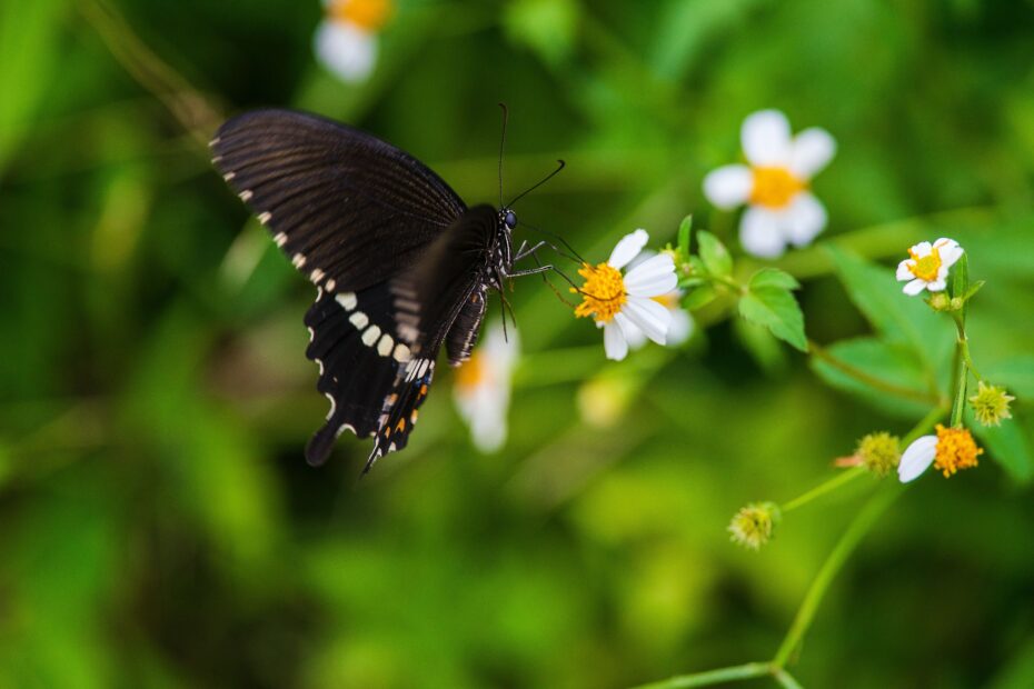 borboleta preta voando no meio das flores