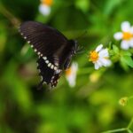 borboleta preta voando no meio das flores