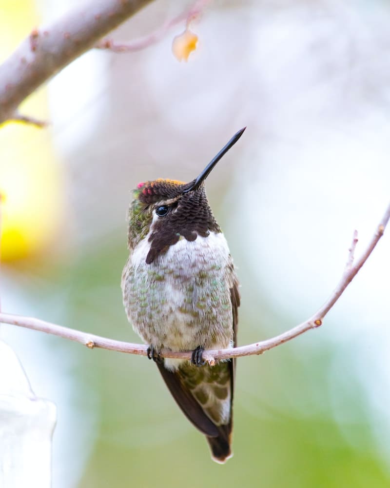 beija flor pousado em cima de um tronco