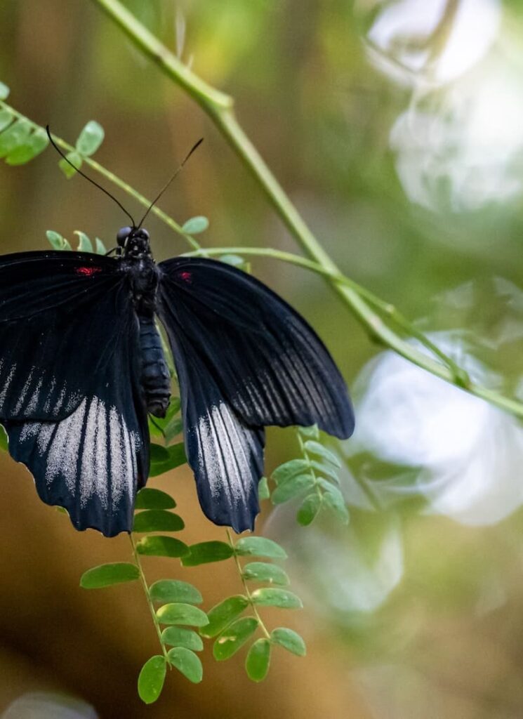 significado espiritual da borboleta preta