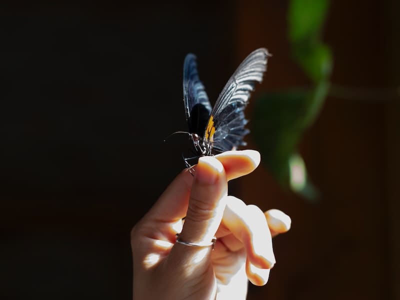 Borboleta preta dentro de casa significado espiritual