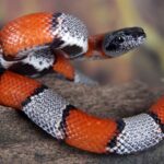 Qual o Significado Espiritual da Cobra coral?