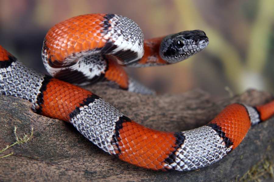 Qual o Significado Espiritual da Cobra coral?