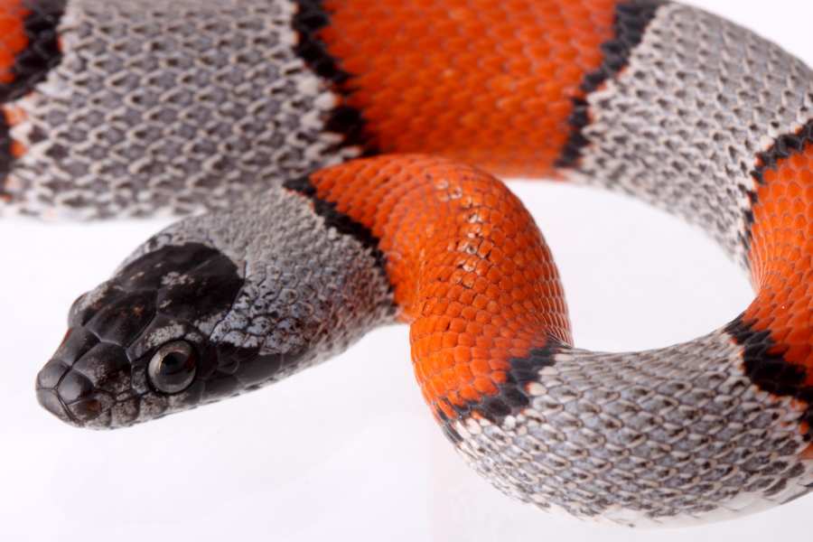 significado da cobra coral na espiritualidade