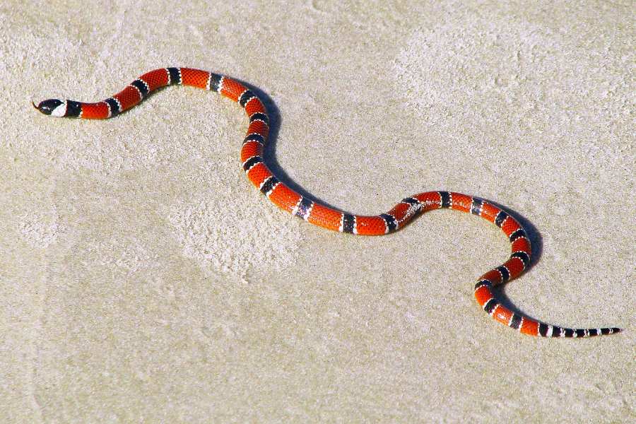 cobra coral rastejando na areia